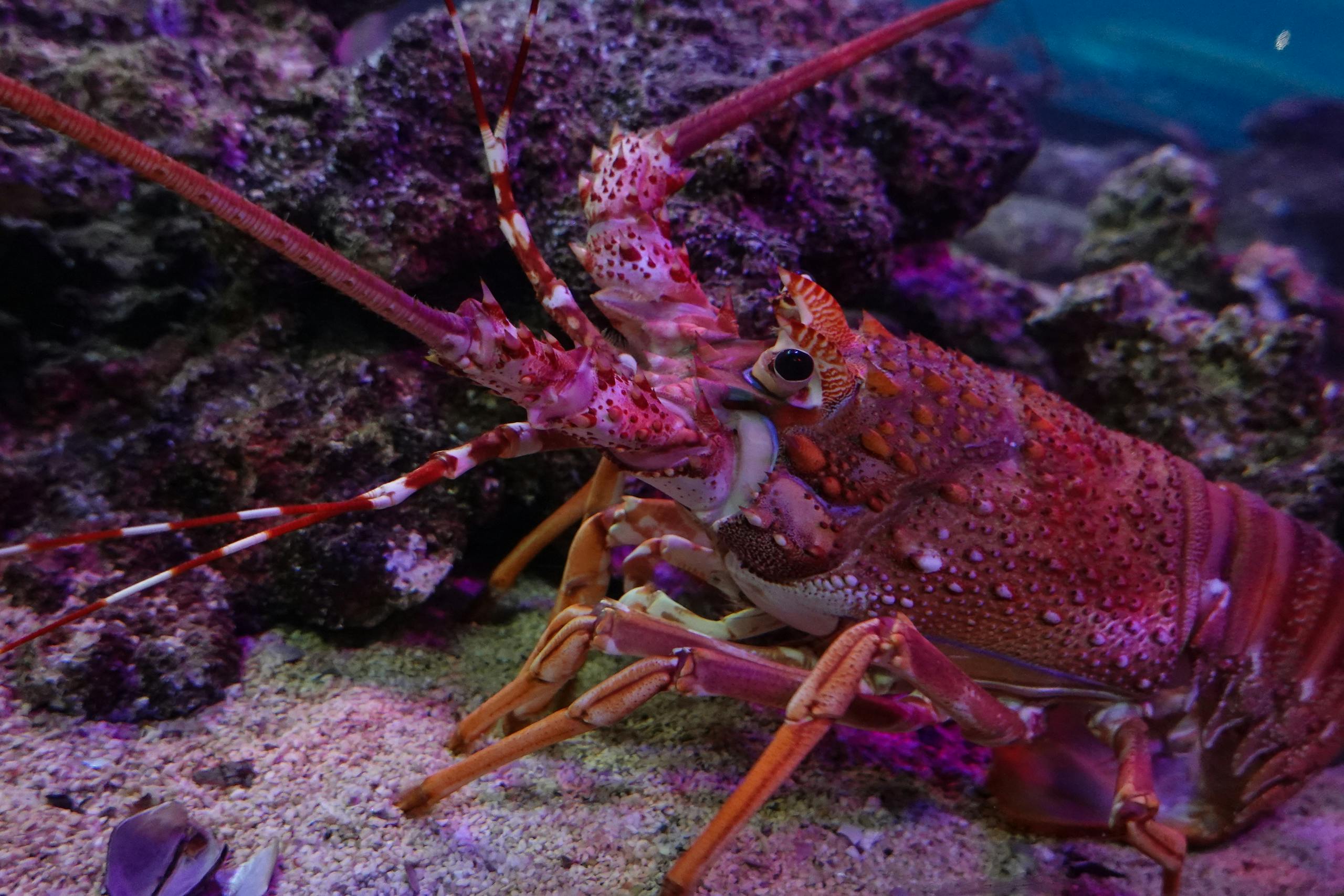 Detailed image of a vibrant lobster on a coral reef, showcasing marine wildlife in its natural habitat.